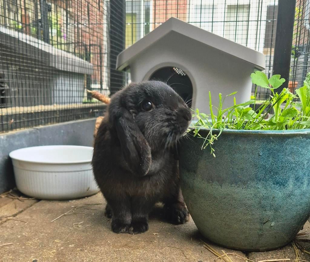Engelse mini lop voedster, Dieren en Toebehoren, Konijnen, Dwerg, Vrouwelijk, 0 tot 2 jaar, Hangoor