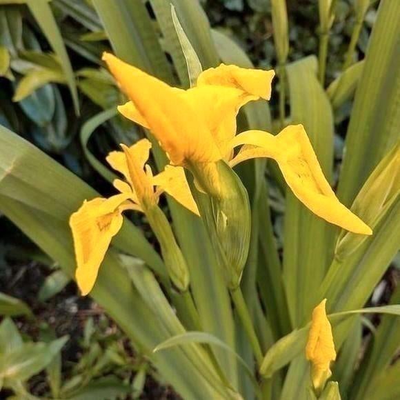 Zaden Gele Lis - Iris pseudacorus, vaste plant, Verzenden, Voorjaar, Halfschaduw, Zaad