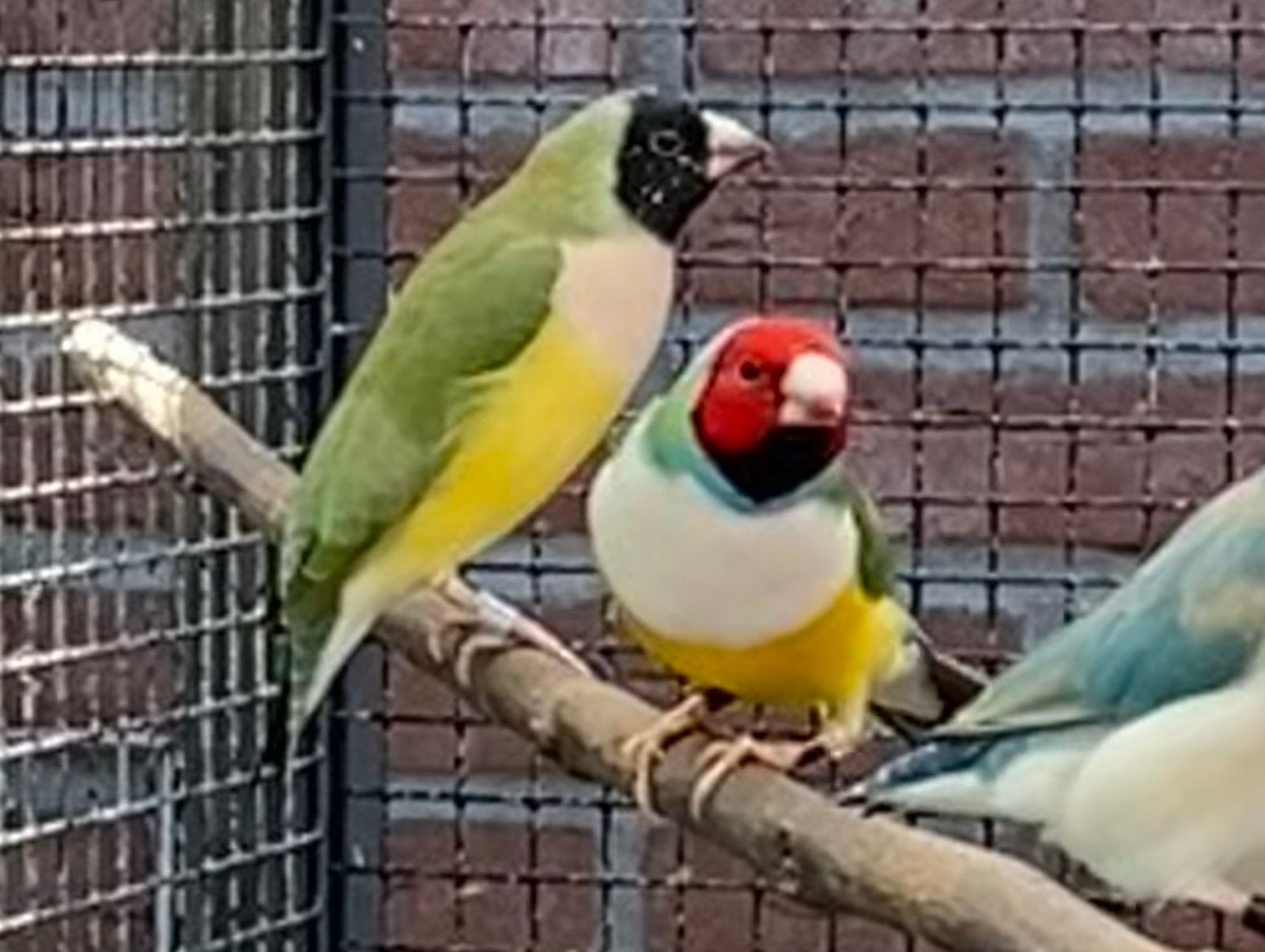 Gouldamadines uit buitenvoliere, Dieren en Toebehoren, Meerdere dieren