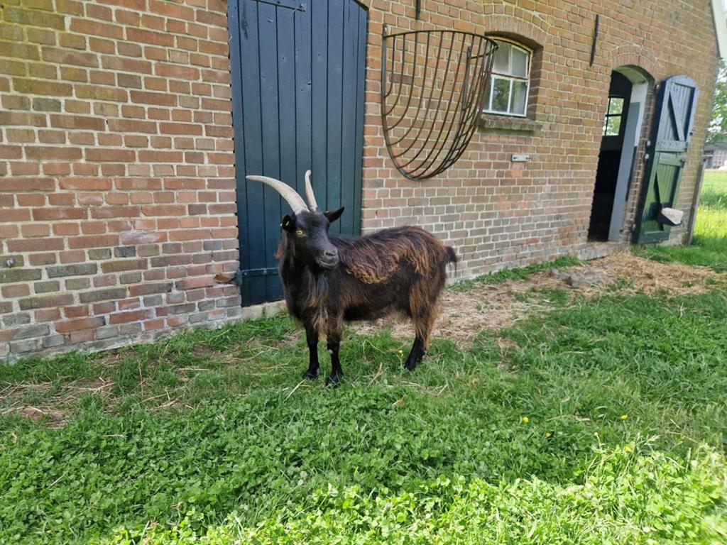 Mooie volwassen landgeit, Dieren en Toebehoren, Vrouwelijk, Geit