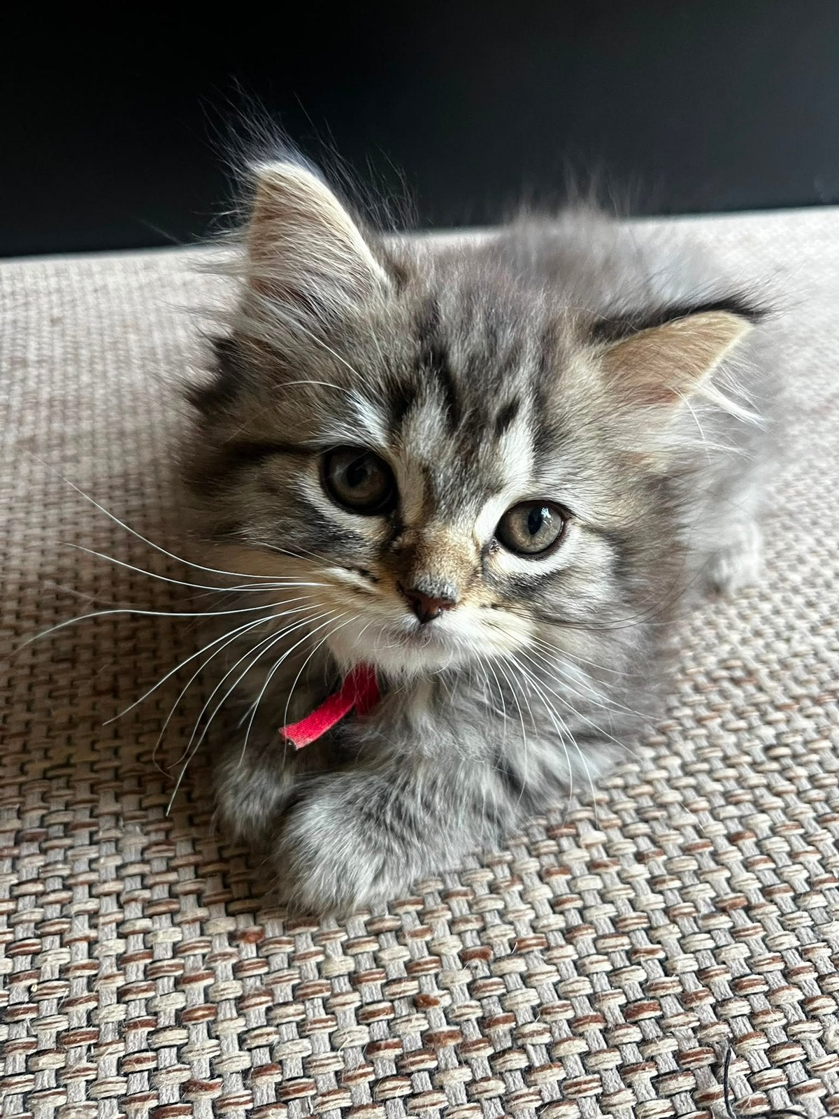 Raszuivere Britse Langhaar kittens Golden Tebby Chocolate😍, Meerdere dieren, Ontwormd, 0 tot 2 jaar