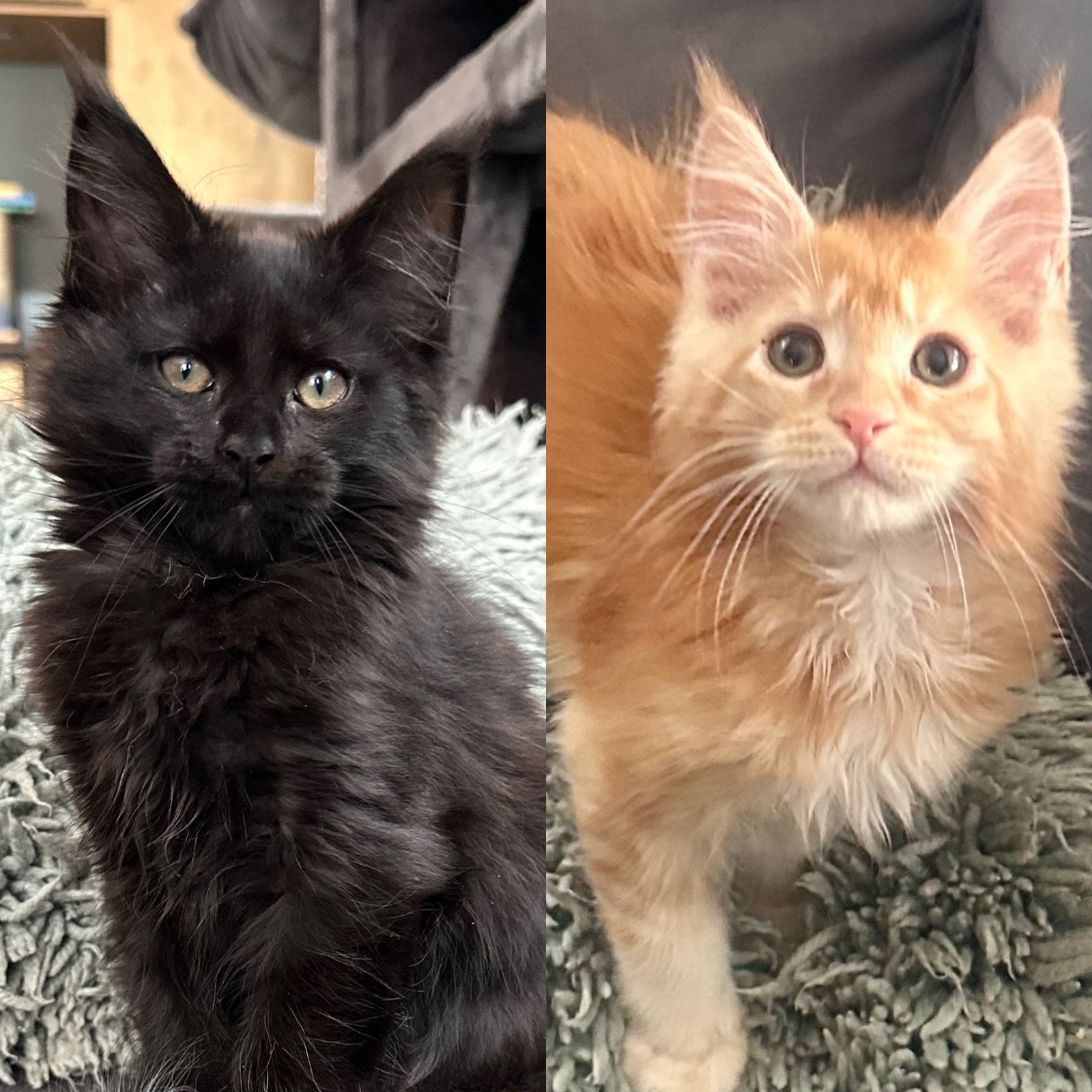 Maine Coon kittens, Dieren en Toebehoren, Meerdere dieren, Met stamboom, 0 tot 2 jaar