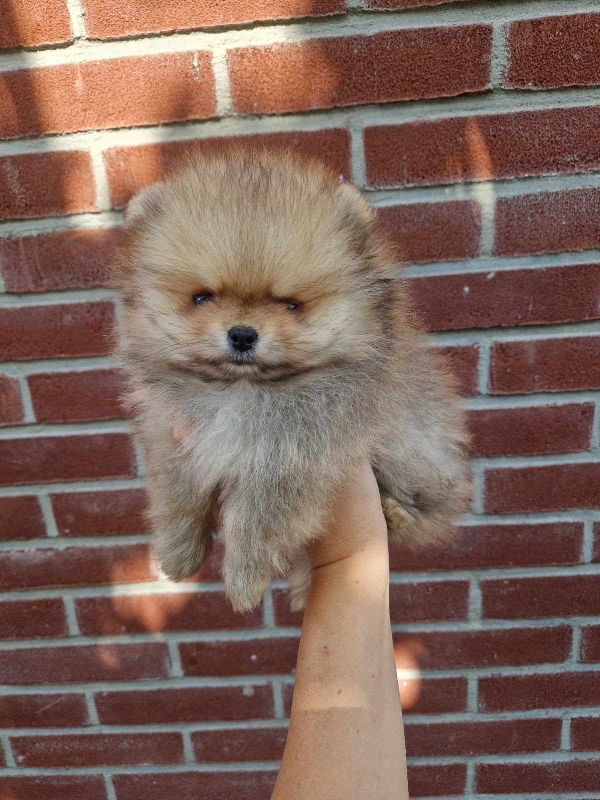 Pup beschikbaar. Raszuivere pomeranian/pomeriaan/dwergkees, Keeshond, 8 tot 15 weken, Meerdere, Meerdere dieren