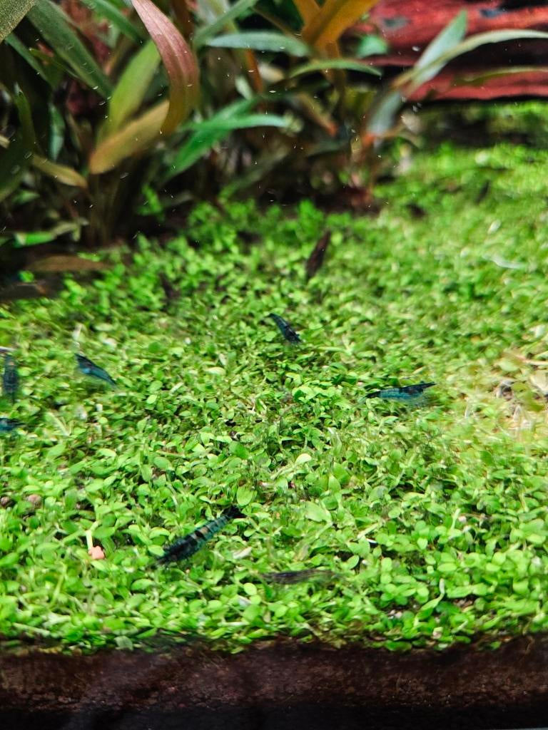 Neo Caridina mix, sakura black/brown, blue dream,, Kreeft, Krab of Garnaal, Zoetwatervis, Schoolvis