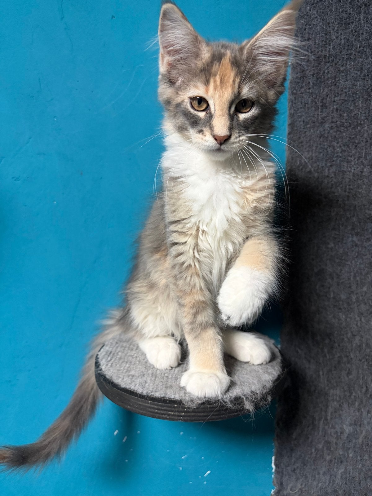 Maine Coon Kittens met Stamboom N/N op HCM/PKD/SMA main coon, Dieren en Toebehoren, Meerdere dieren, Met stamboom