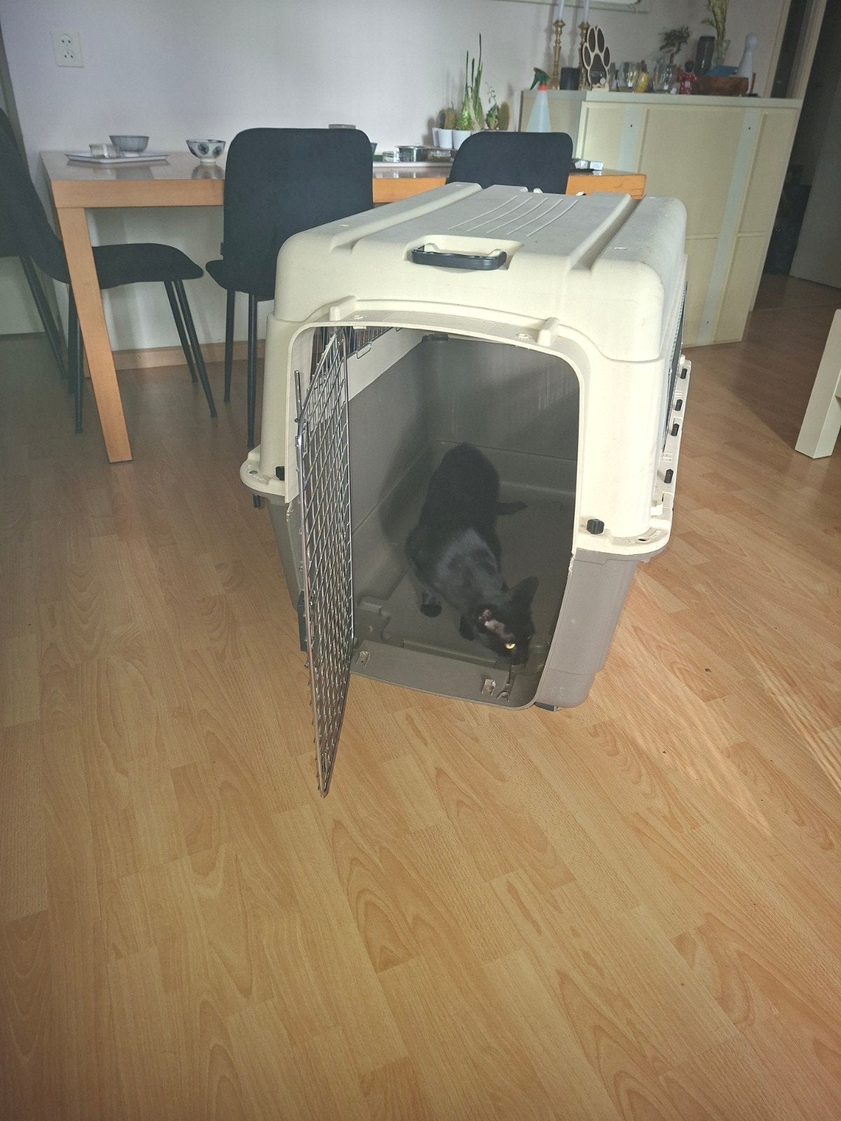 transportbox voor honden, Dieren en Toebehoren, Ophalen