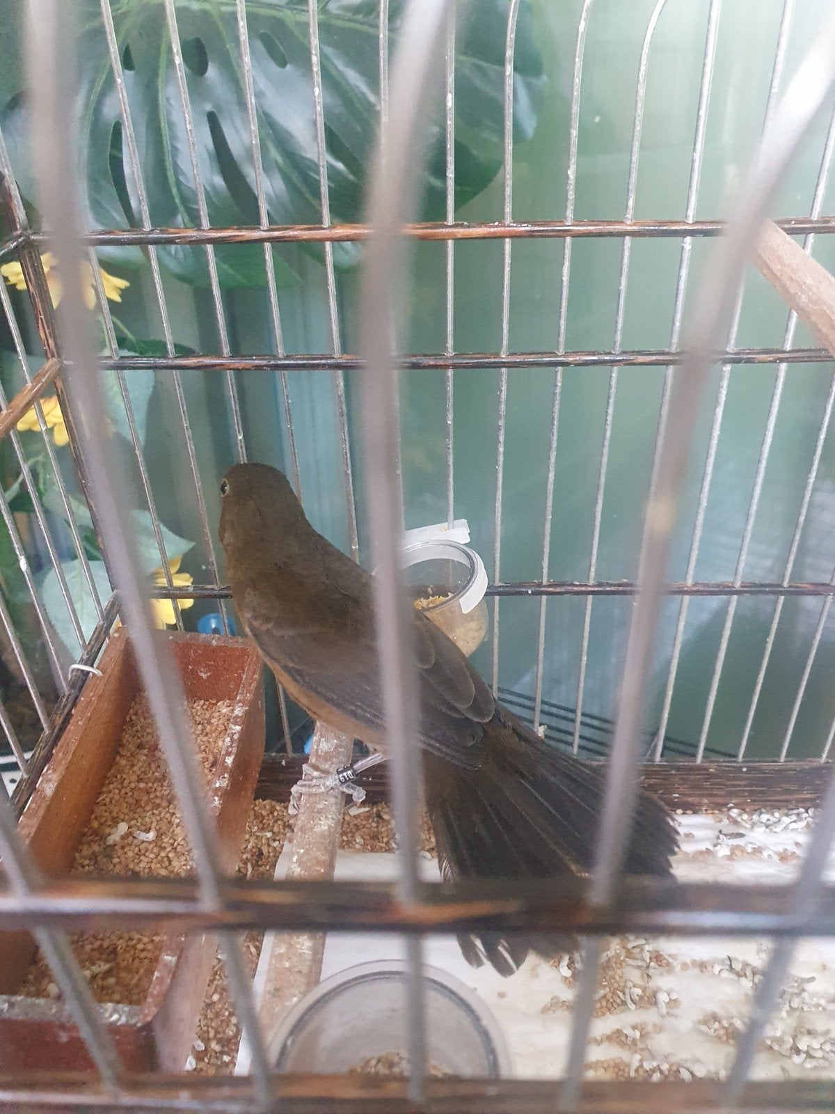 Twatwa jongeman, Dieren en Toebehoren, Mannelijk, Tropenvogel, Geringd