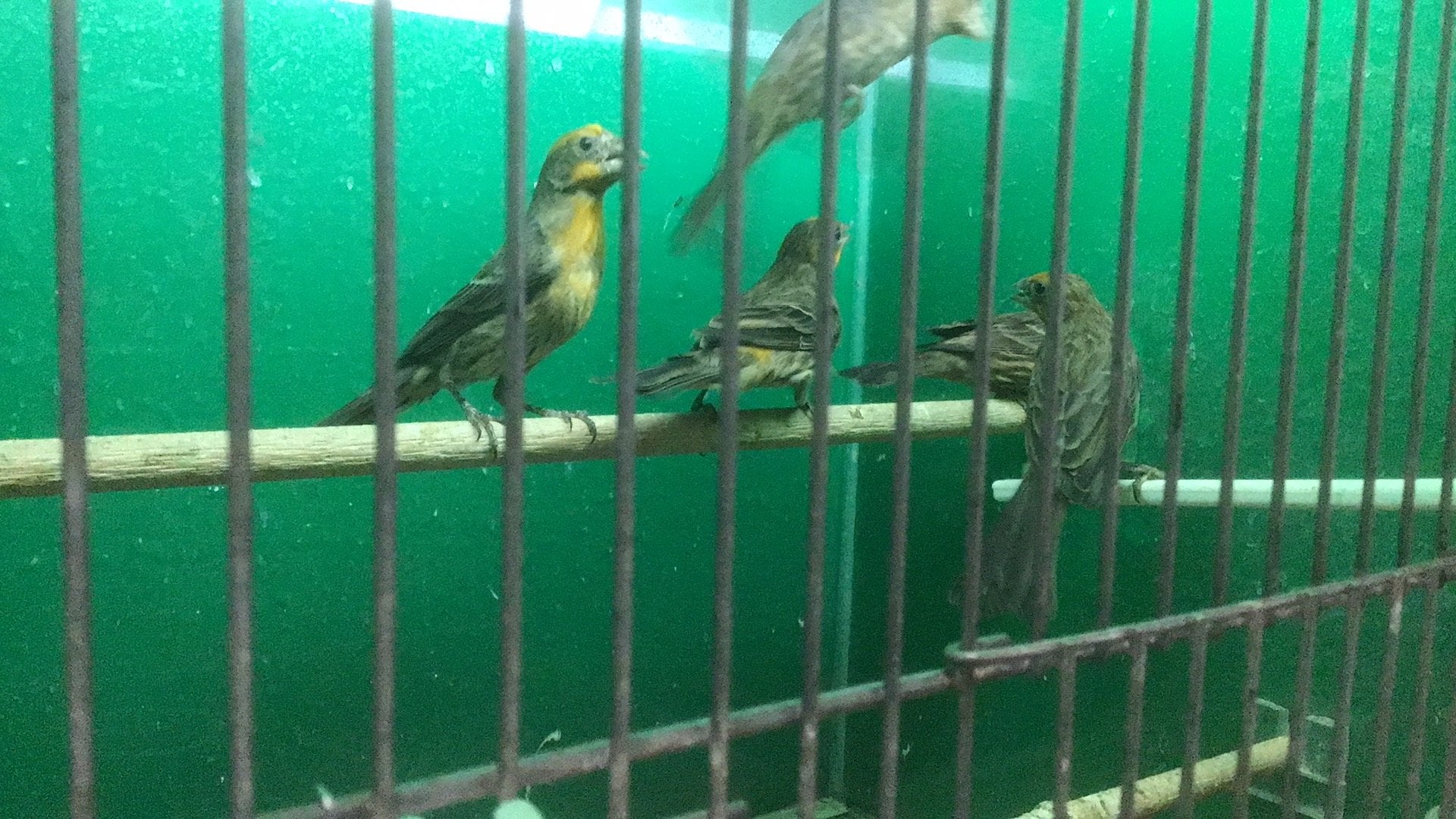 Rood mussen, zangvogels. Roodmussen., Meerdere dieren, Tropenvogel