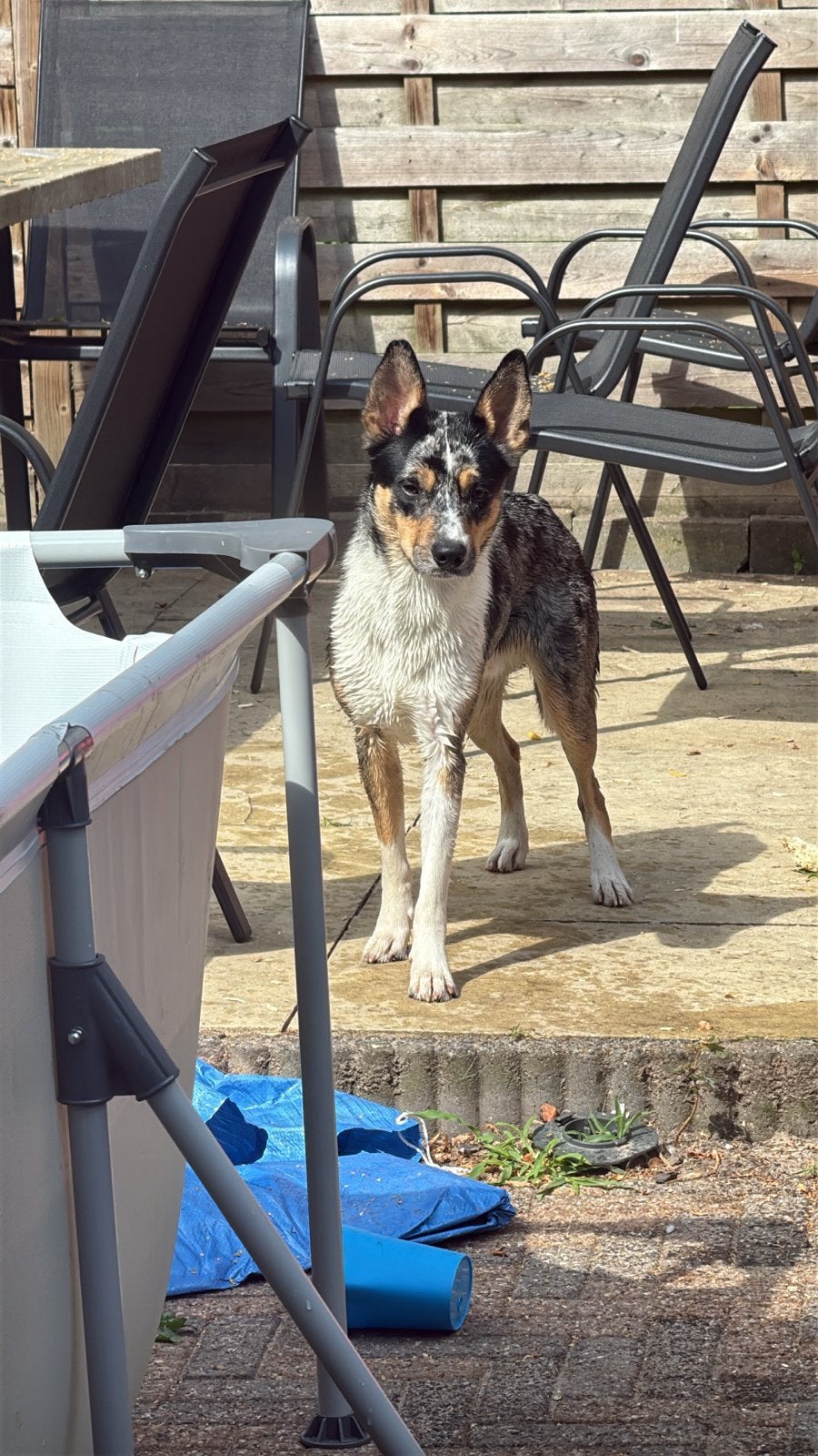 Lieve reu boerenfox x bordecollie, Reu, 1 tot 2 jaar, Eén hond, Middel