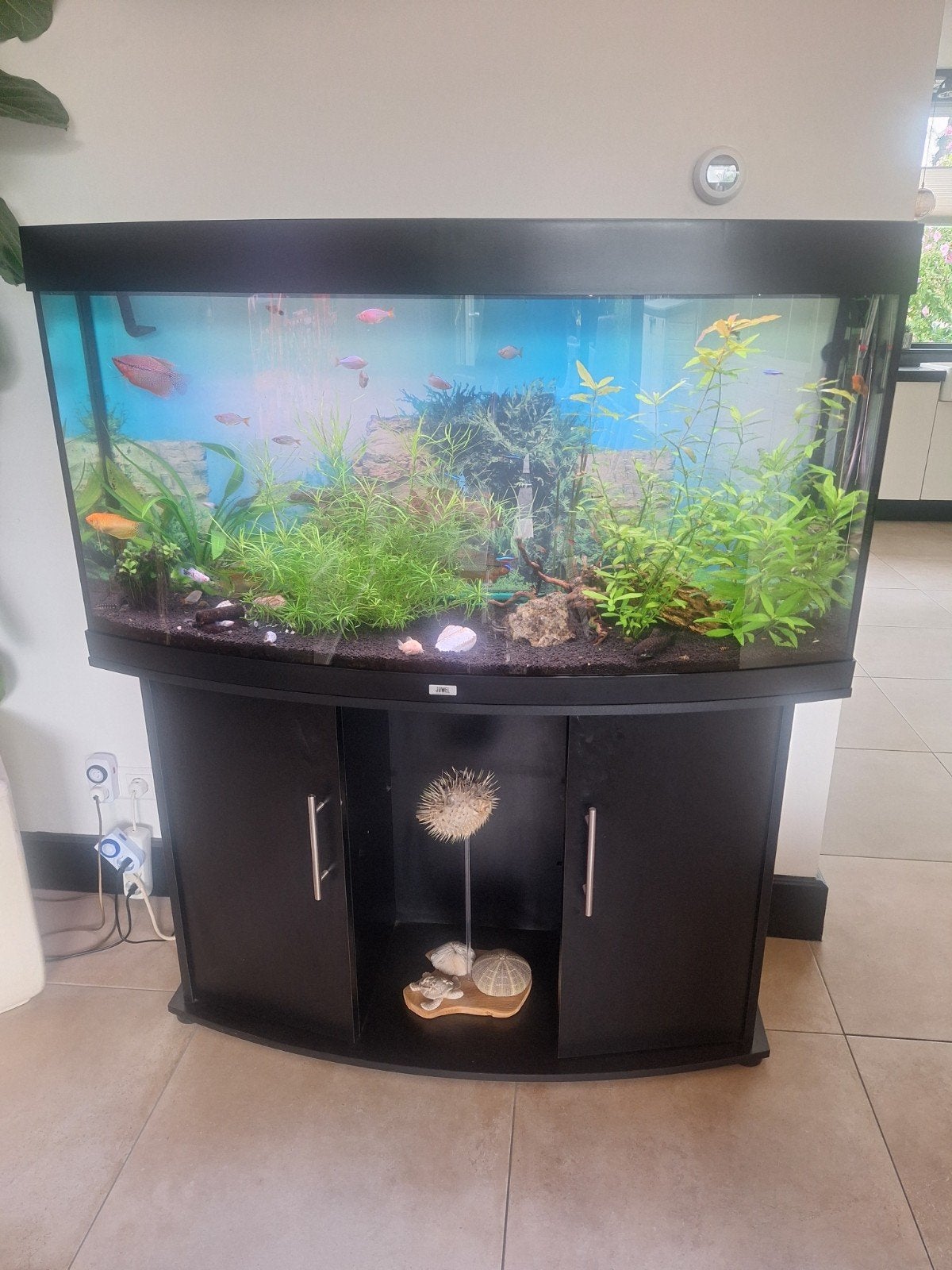 JUWEL Aquarium  260 of 280 Liter, Ophalen, Inclusief vissen, Juwel, Gevuld zoetwateraquarium