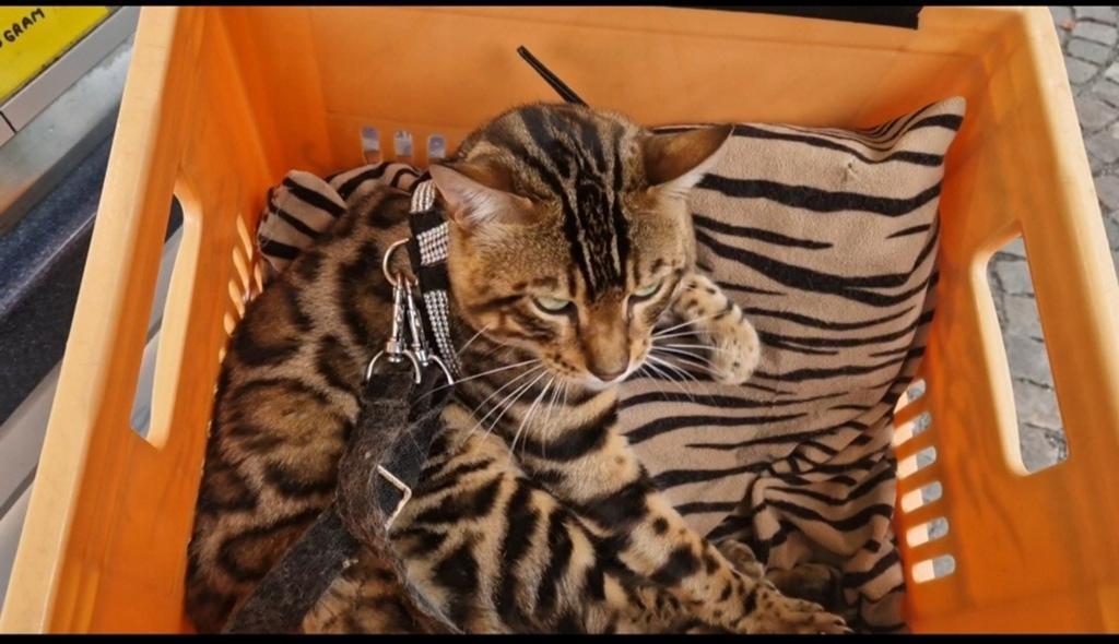 Bengaal Dekkater voor dekkingen, Dieren en Toebehoren, Katten en Kittens | Overige Katten, Kater, Kortharig, 3 tot 5 jaar