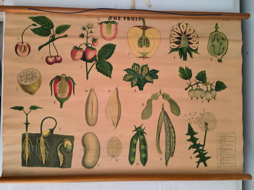Vintage schoolplaat – “The Fruit” (botanie / plantenleer), Antiek en Kunst, Antiek | Schoolplaten, Ophalen