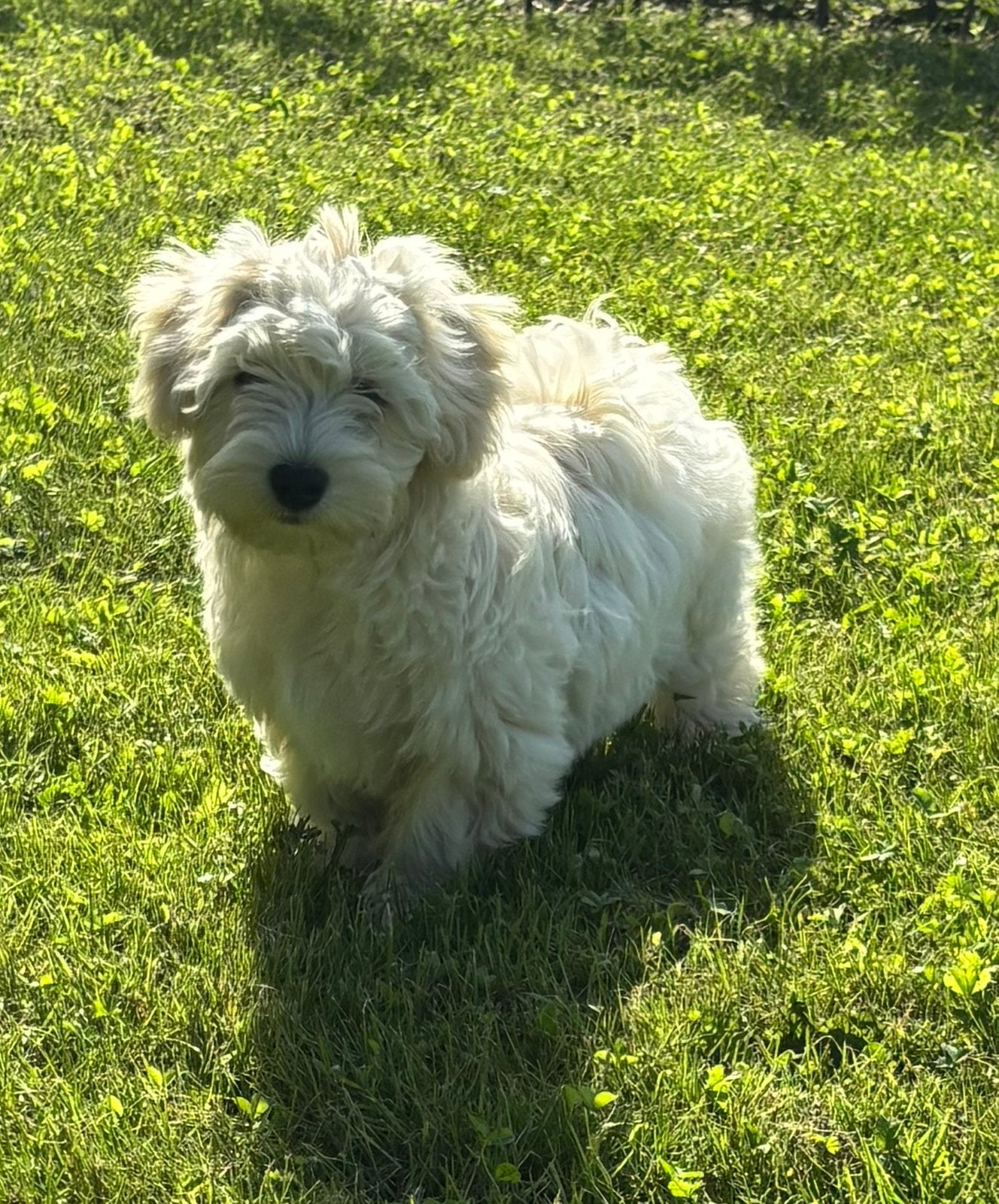 Prachtige Boomer pups (Maltipoo), Parvo, Overige rassen, 8 tot 15 weken, Meerdere