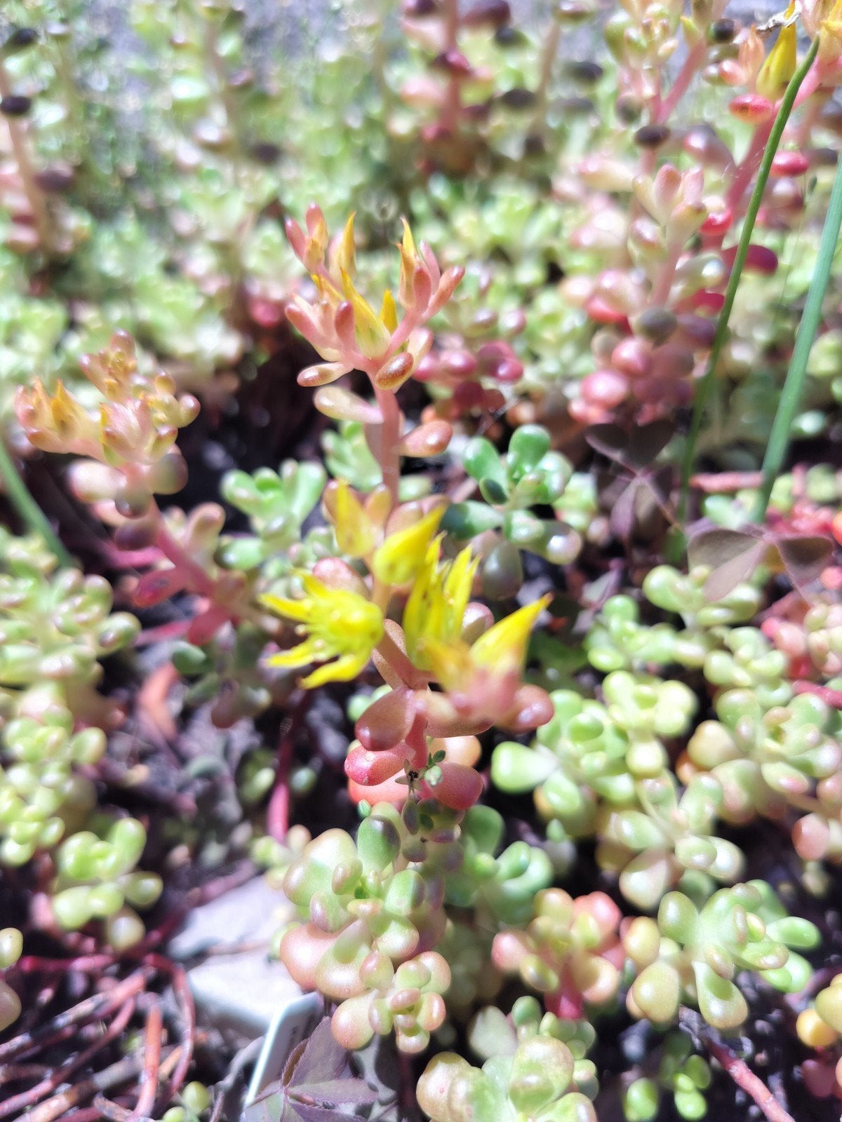Grondbedekker Sedum, Ophalen of Verzenden, Bodembedekkers, Volle zon