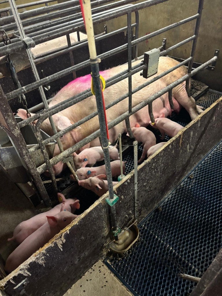 Nutrix systeem WEDA [483], Dieren en Toebehoren, Stalling en Weidegang, Boekhorst Trading, Tim@boekhorsttrading.com, Singel 16, Horssen