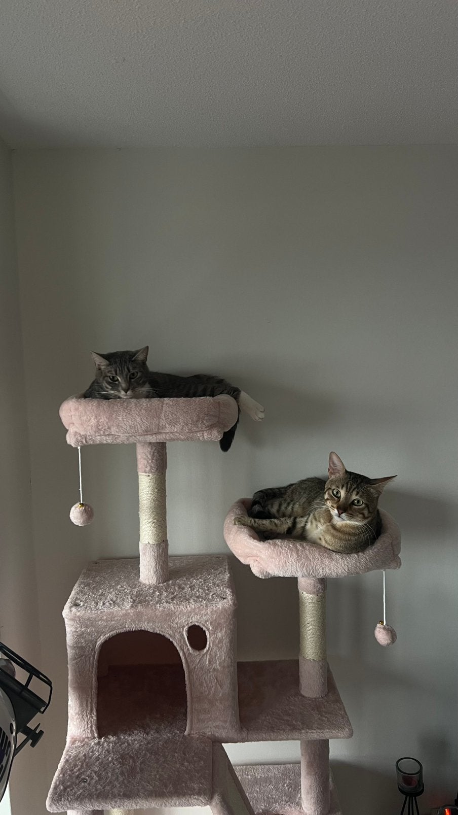 Twee lieve katten, Poes