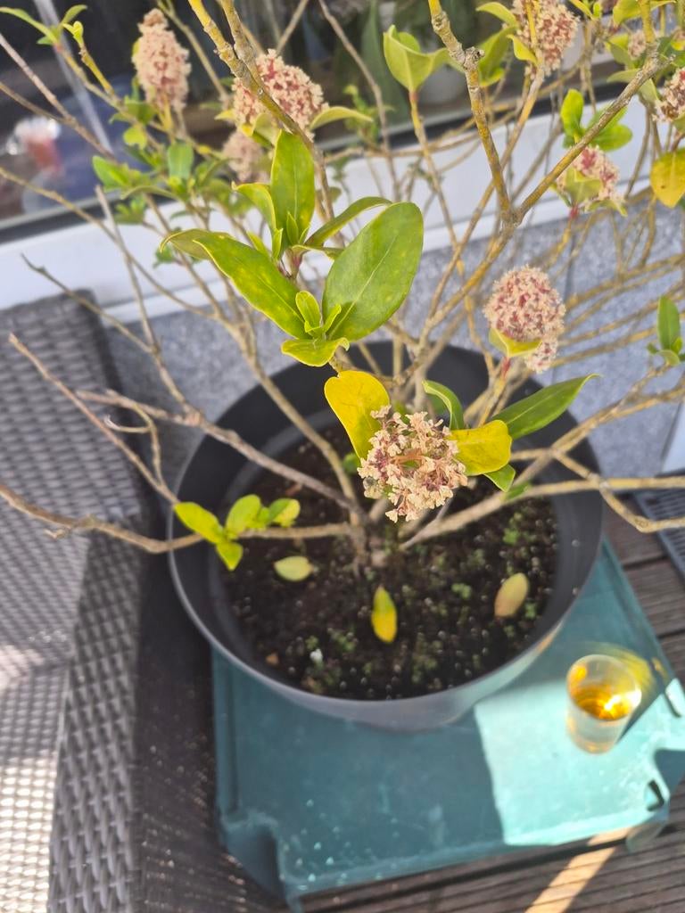 Nils plant, Ophalen of Verzenden, Overige soorten, Volle zon