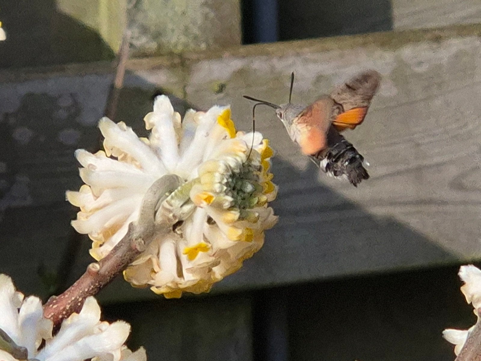 Gele Edgeworthia chrysantha papierstruik opgepot, Ophalen, Overige soorten, Volle zon