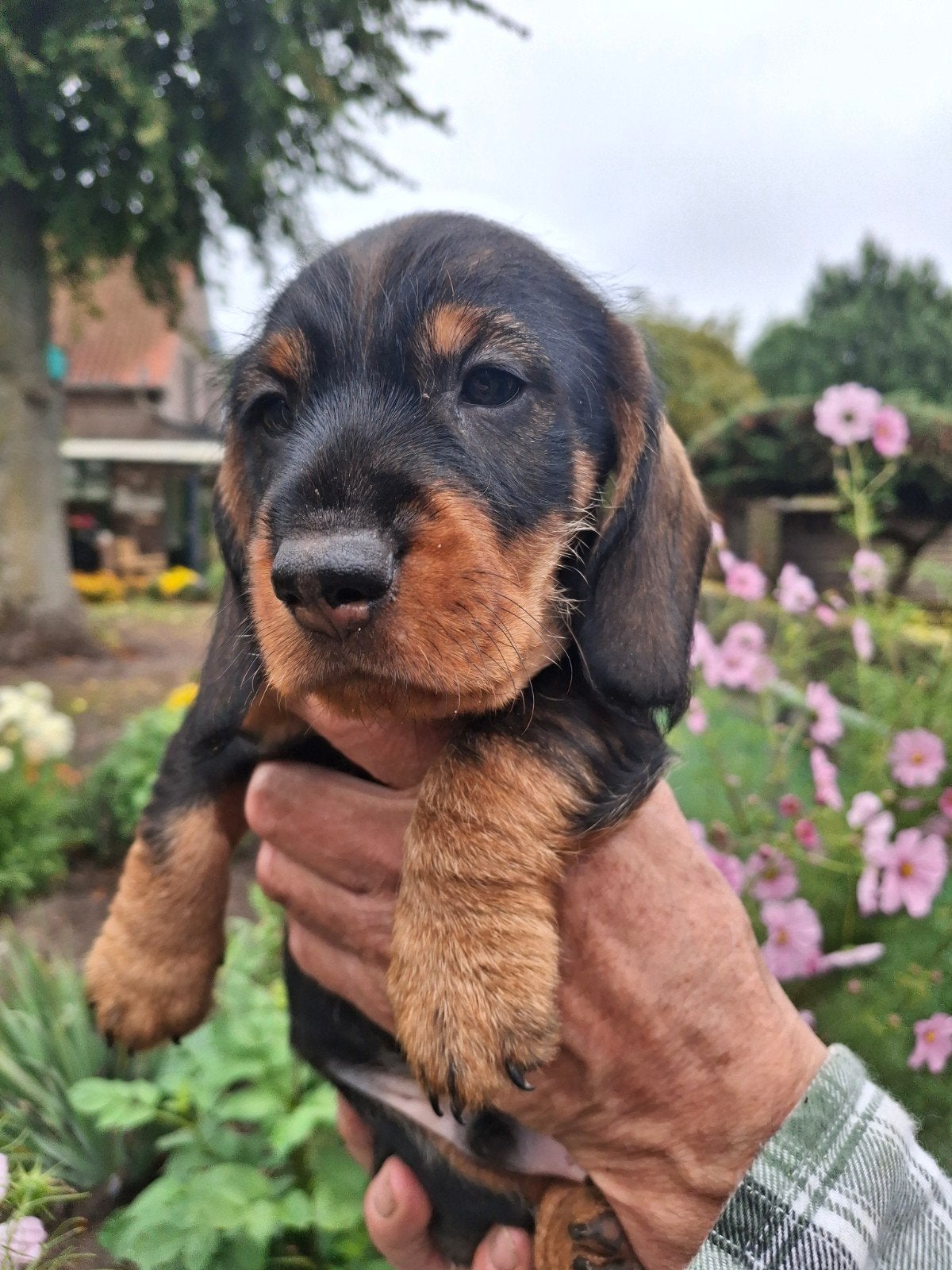 ruwharige dwergteckel pups, CDV (hondenziekte), 8 tot 15 weken, Meerdere, Meerdere dieren