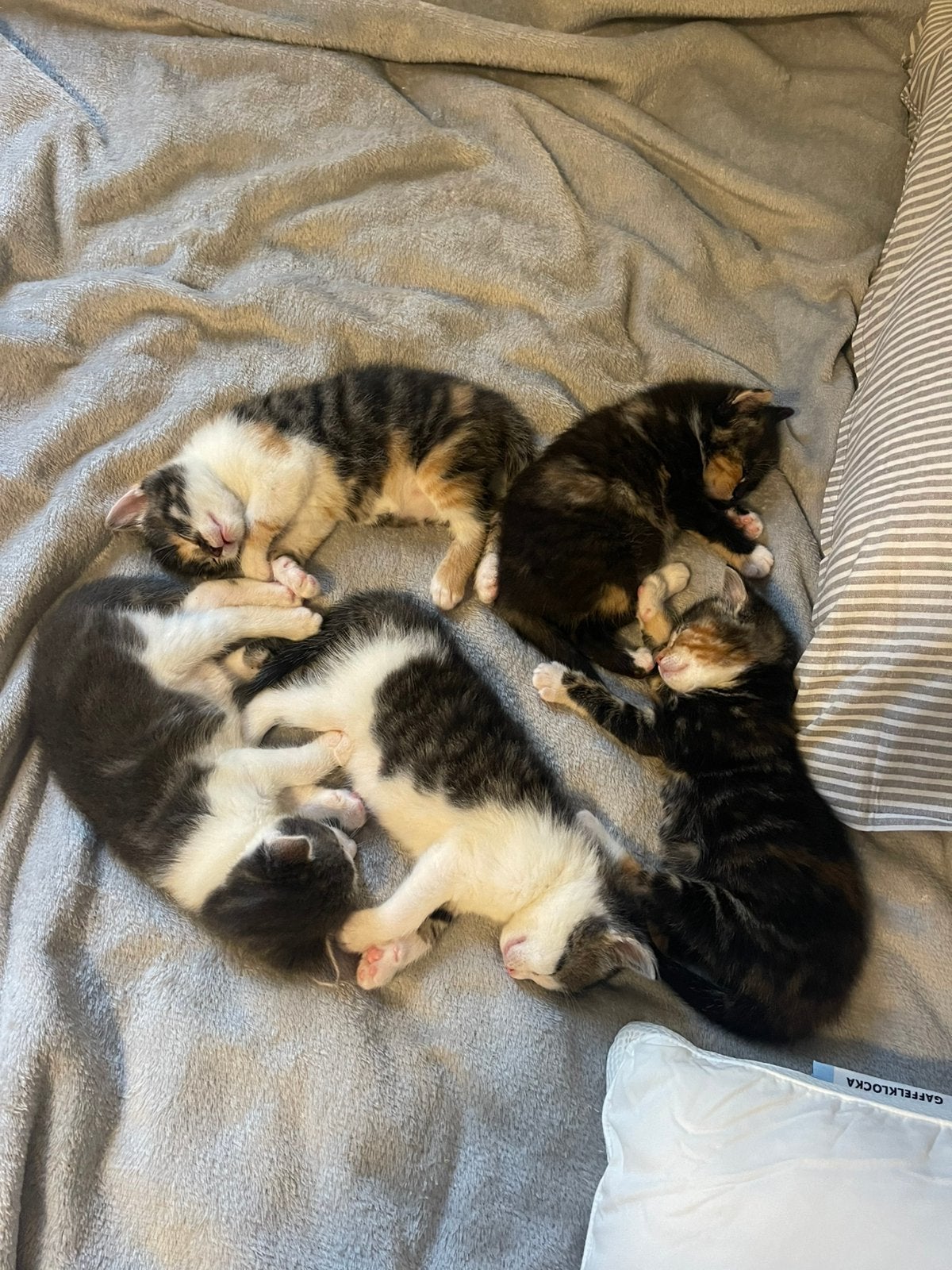 Kittens te koop; kat | poes | kater | Kitten | poesjes, Meerdere dieren, Kortharig, 0 tot 2 jaar