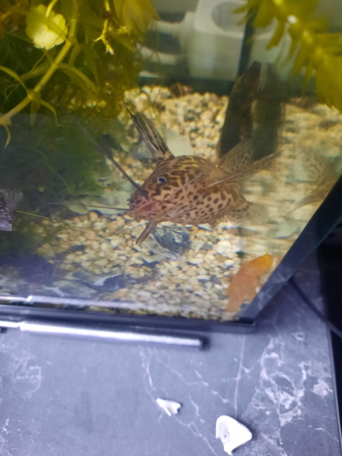 Meerval Synodontis schoutedeni, Vis