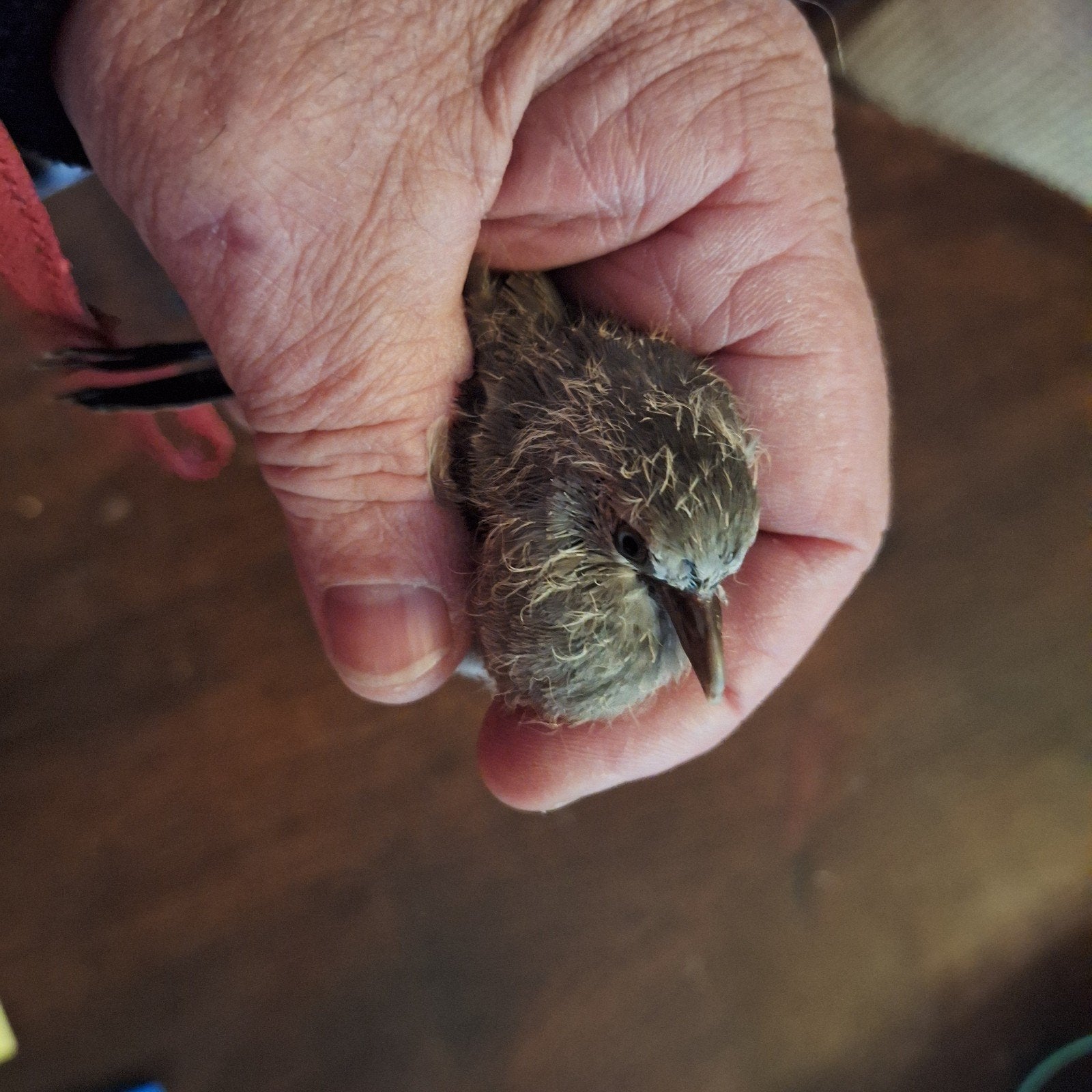 peruduifjes 2026, Dieren en Toebehoren, Mannelijk