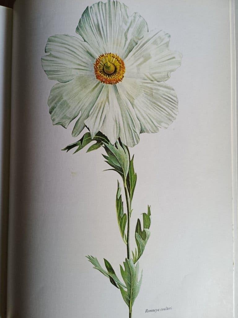 Classic garden plants  boek hobby tuinieren, Ophalen of Verzenden, Zo goed als nieuw, Tuinieren en Tuinplanten