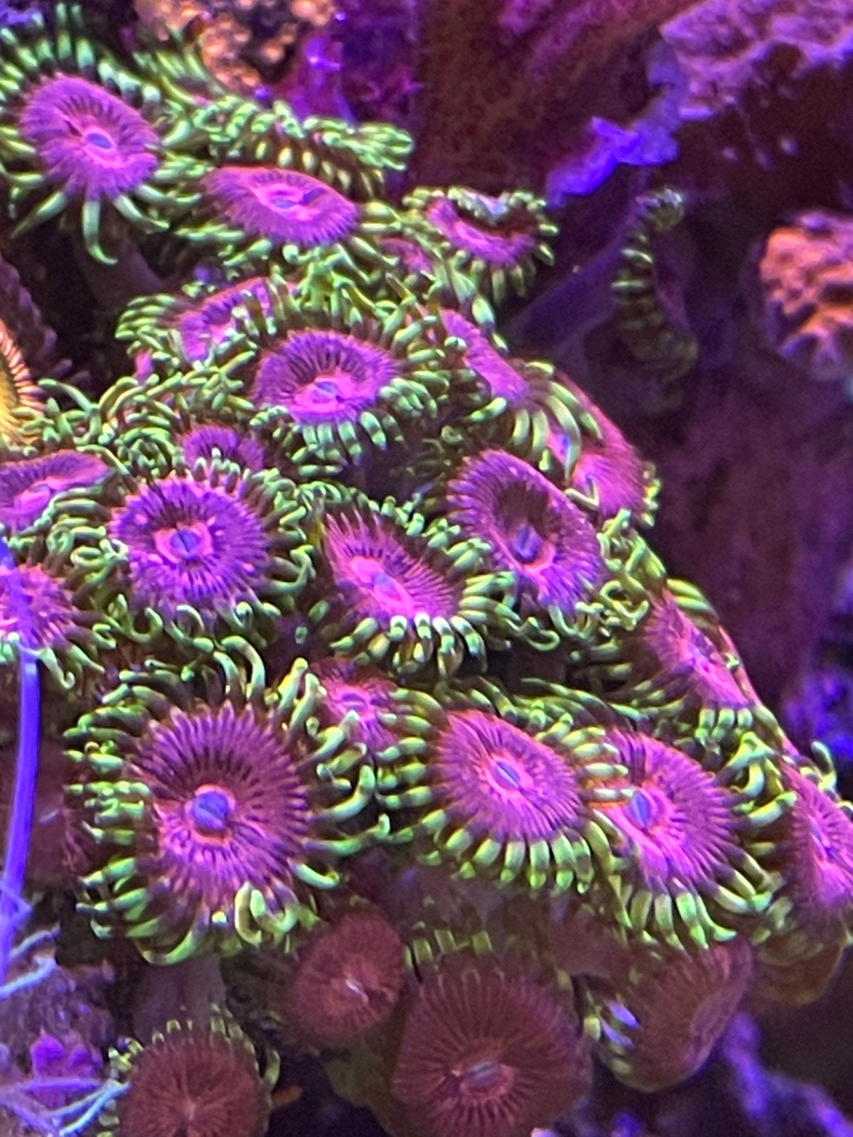 Zoanthus pink diamond, Overige typen