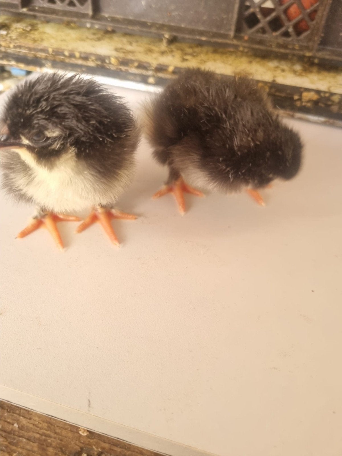 kuikens marans