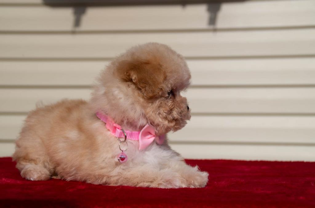Extra Mini Toy Poodle (Apricot) - Layla - Lief, Slim, FCI, Dieren en Toebehoren, 8 tot 15 weken, Buitenland, Teef, Parvo