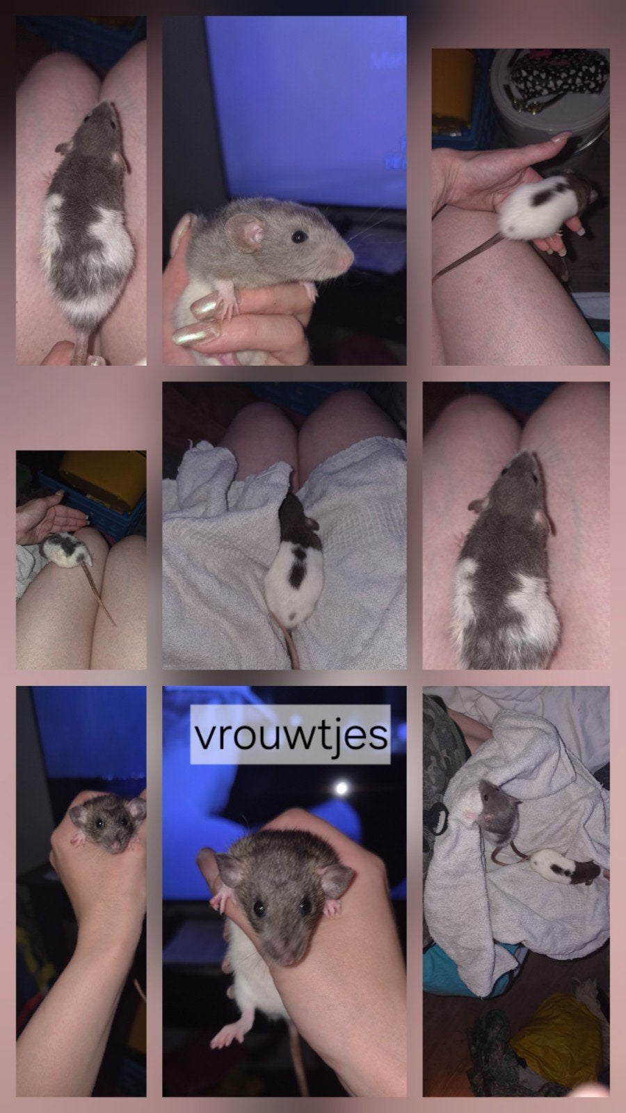 Dwerg ratjes, Rat, Mei, Meerdere dieren, Tam