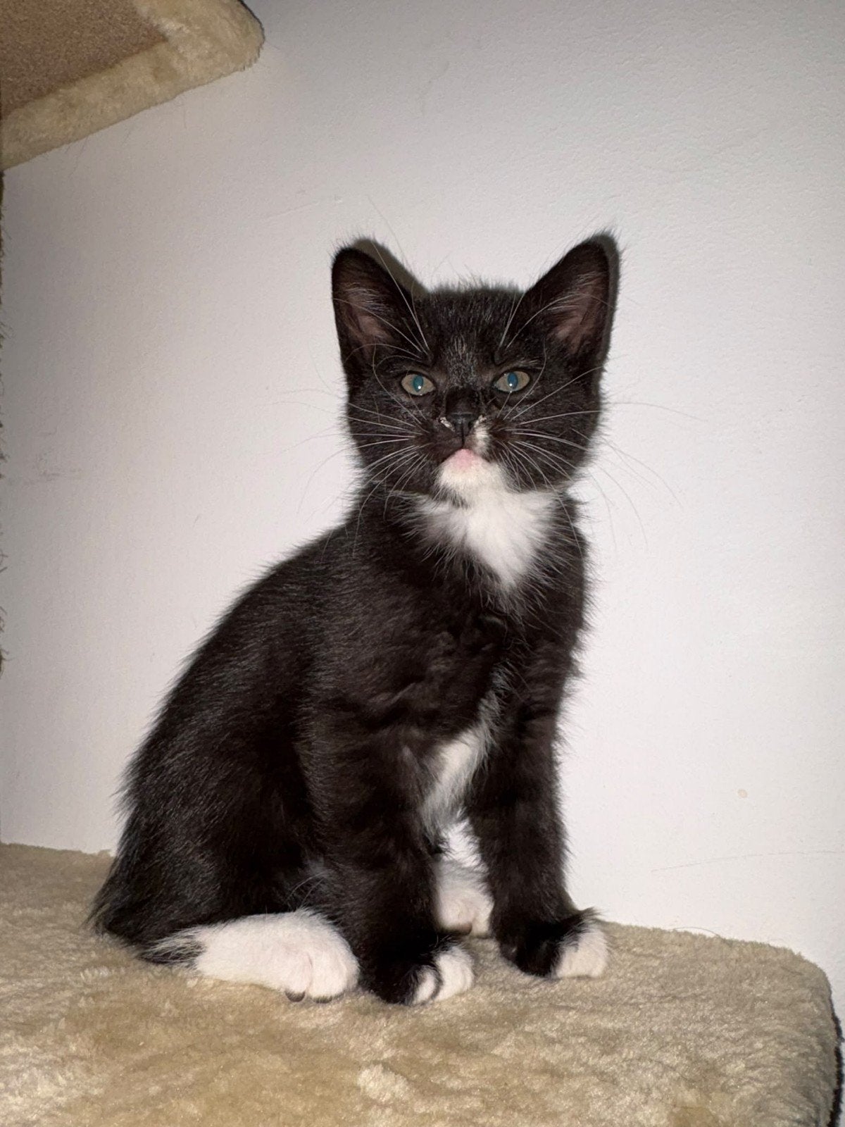 Kitten