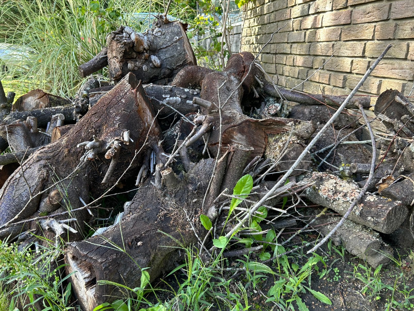 Haardhout (fruitbomenhout) gratis ophalen, Minder dan 3 m³, Ophalen