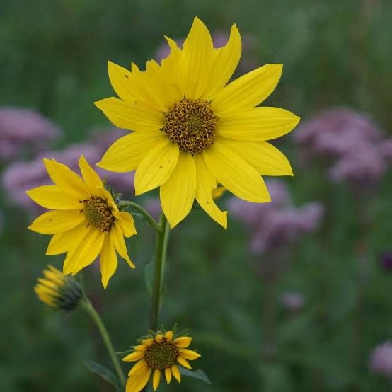 Gratis Helianthus stekken, Tuin en Terras, Volle zon, Vaste plant, Zomer, Ophalen
