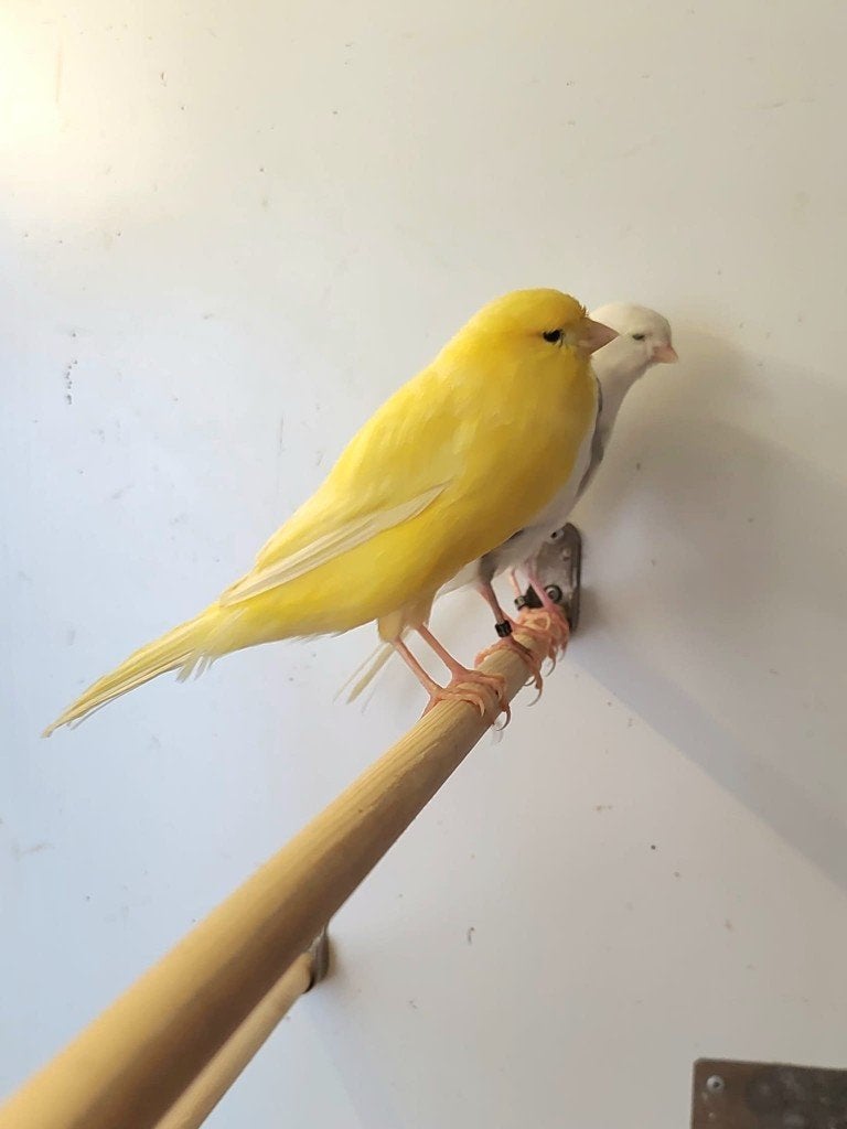 Koppel | Norwich en Norwich x gloster | broedrijp, Meerdere dieren, Postuurkanarie