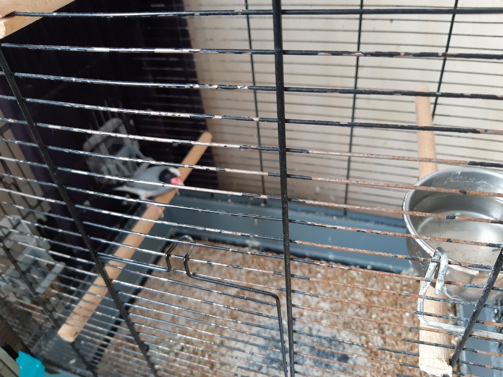 Rijstvogel, Dieren en Toebehoren, Ophalen, Zo goed als nieuw, Hout, Vogelkooi
