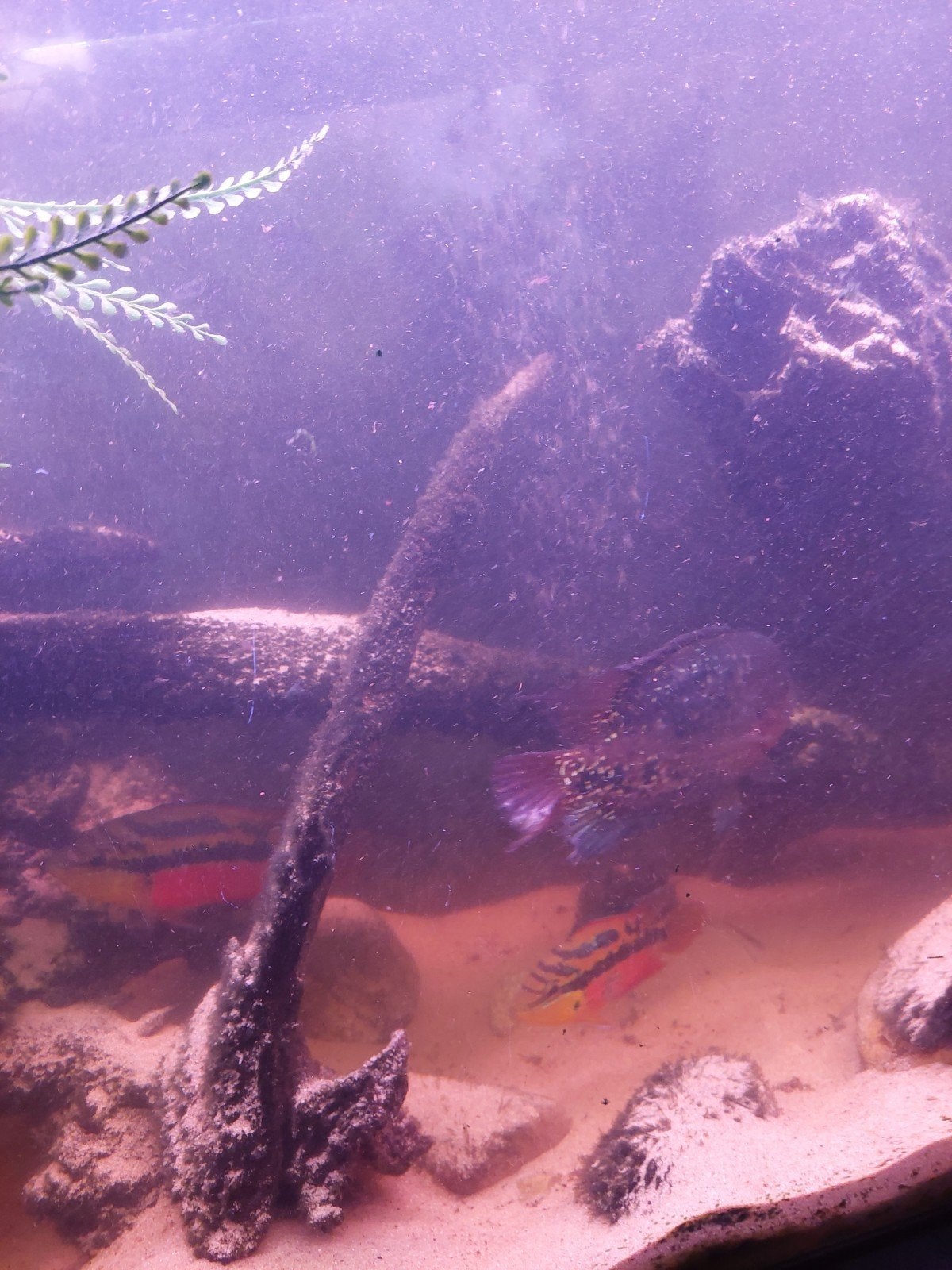 vieja synspillum 15-20cm gratis, Dieren en Toebehoren, Vissen | Aquariumvissen