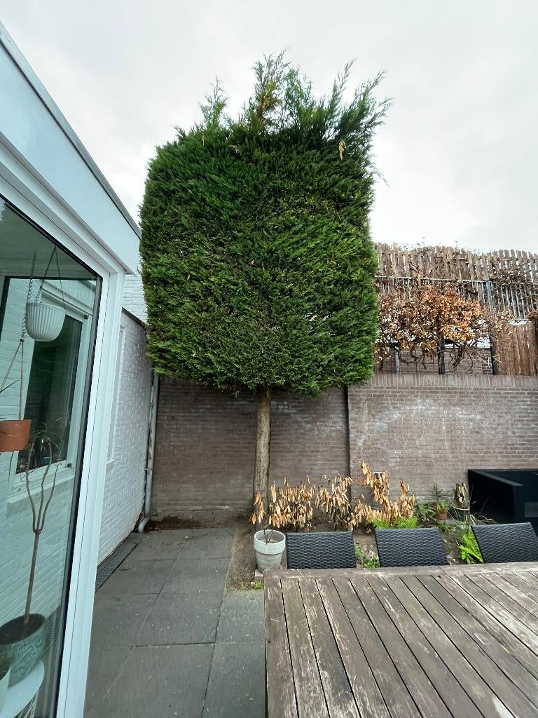 Thuja leiboom - gratis mee te nemen!, Tuin en Terras, Planten | Bomen, Bloeit niet, Leiboom, 400 cm of meer, Ophalen