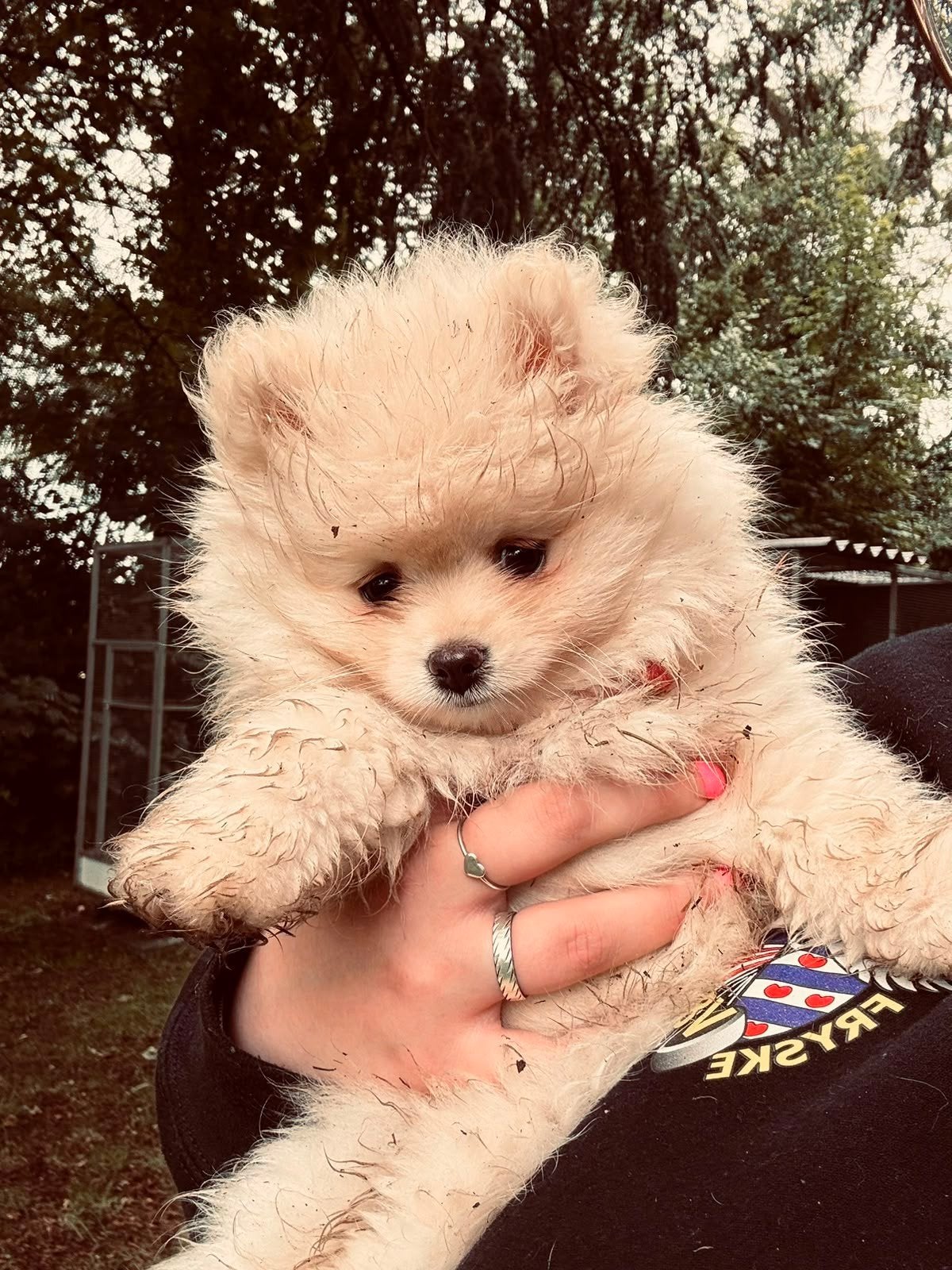 Pomeriaan, Keeshond, 15 weken tot 1 jaar, Teef, Eén hond