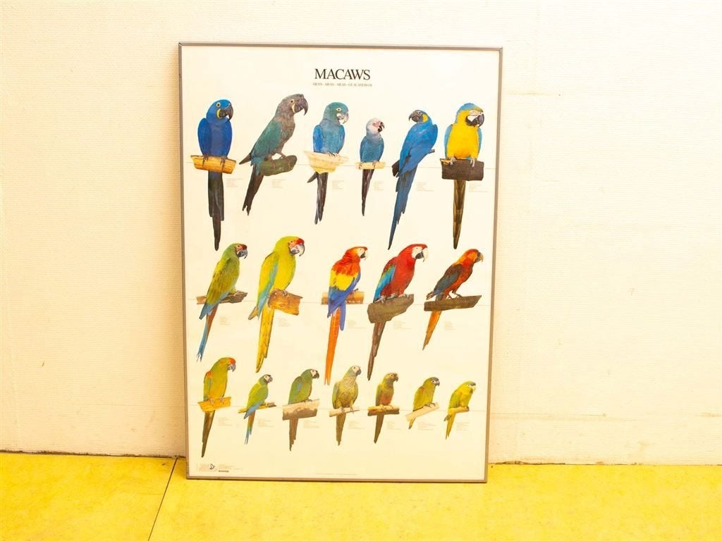 poster van Macaws/papagaaien 33842, Ophalen of Verzenden, Voor 1920, Ongelopen, Hond of Kat