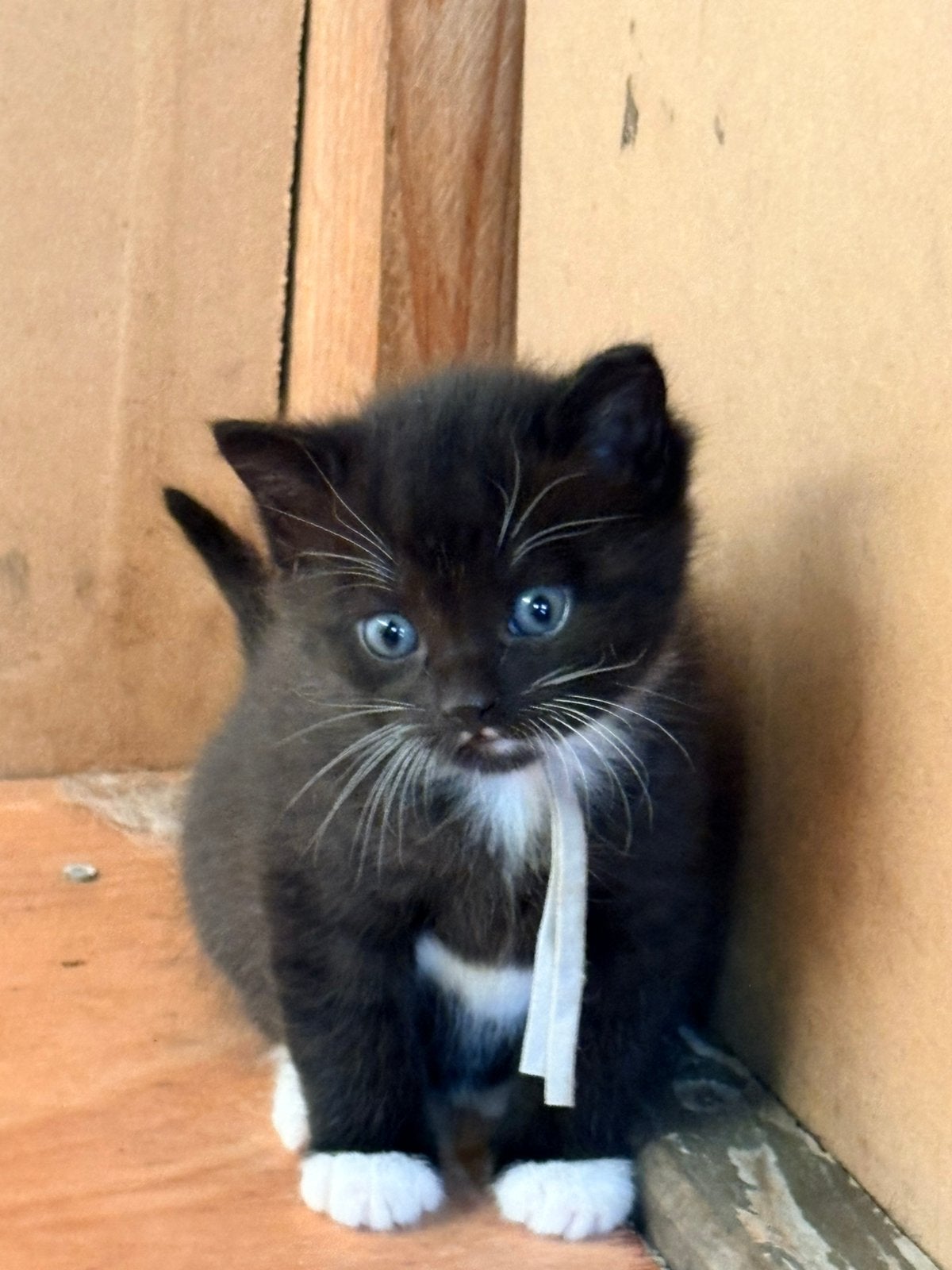 Prachtige kittens opzoek naar een gouden mandje!, Dieren en Toebehoren, Meerdere dieren