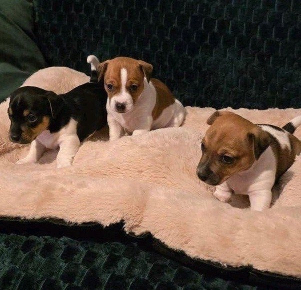 Jack Russell puppy's, Dieren en Toebehoren, 8 tot 15 weken, Meerdere, Meerdere dieren, Klein