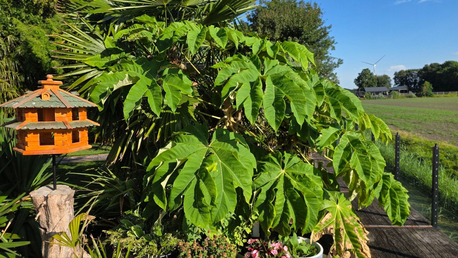 Palmbomen divers, Tuin en Terras, Ophalen, Overige soorten, Volle zon