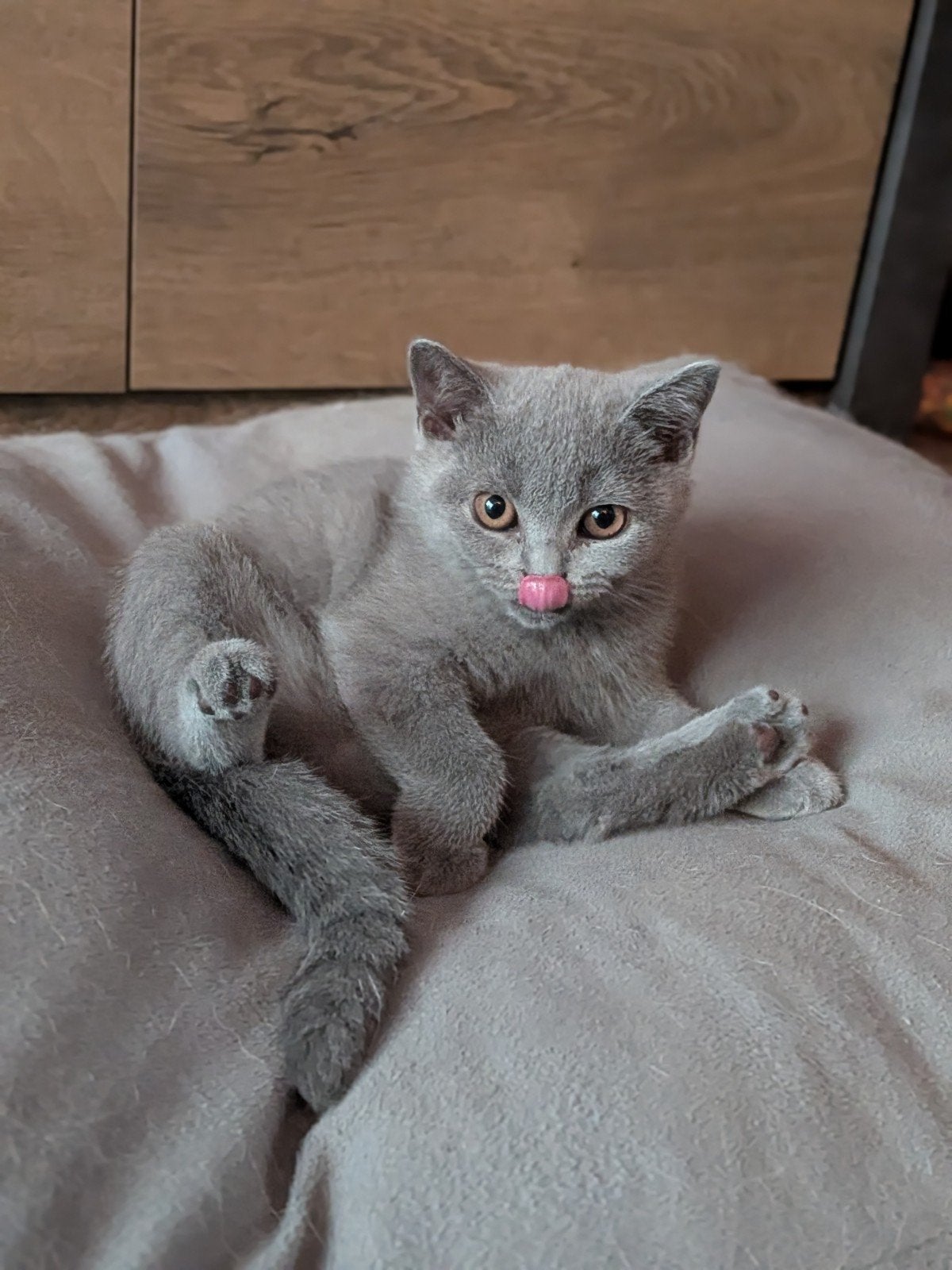 Britse korthaar kitten blauw uit geteste ouders met stamboom, Poes, Met stamboom, 0 tot 2 jaar