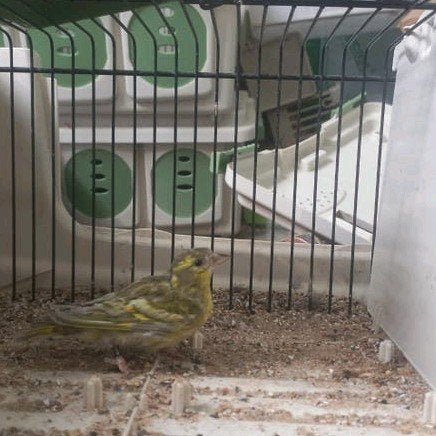 sijs man pastel split agaat, Mannelijk, Wildzangvogel, Geringd