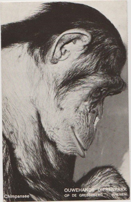 Rhenen Ouwehands Dierenpark Chimpansee 1962., Ophalen, 1940 tot 1960, Gelopen, Utrecht