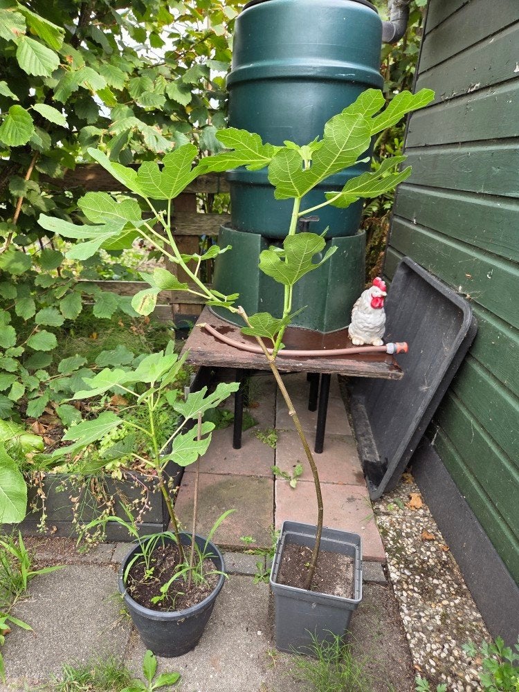 Jonge Vijgenbomen in Pot - Perfect voor Tuin of Terras, Ophalen, Minder dan 100 cm, Lente, Volle zon