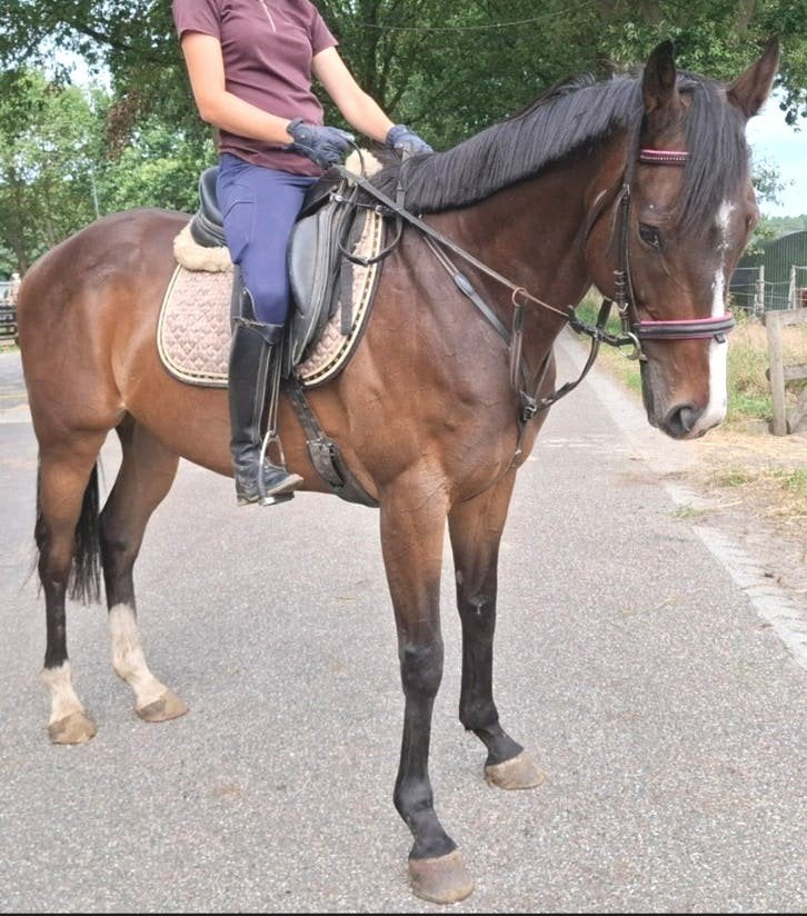 Topbrave 8 jr ruin 1,63 mtr(recreatie-manege-sport), Ruin, 7 tot 10 jaar, 160 tot 165 cm, Recreatiepaard