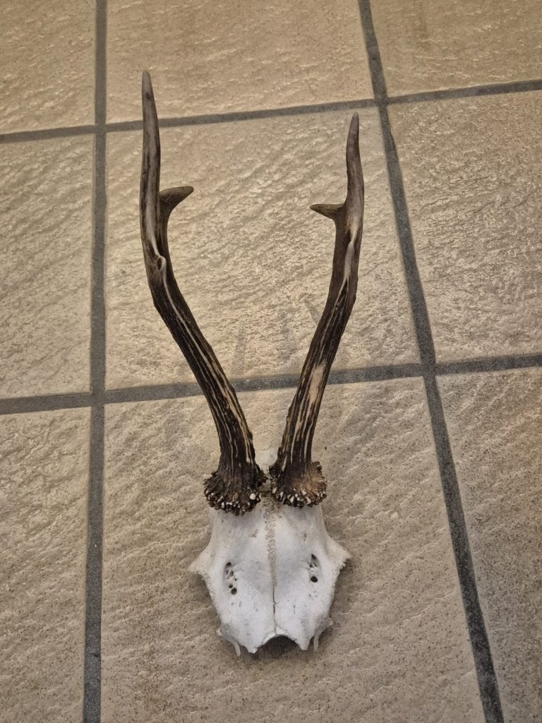 Groot ree gewei zes ender, Verzamelen, Dierenverzamelingen, Ophalen of Verzenden, Gebruikt, Hert, Gewei of Kop
