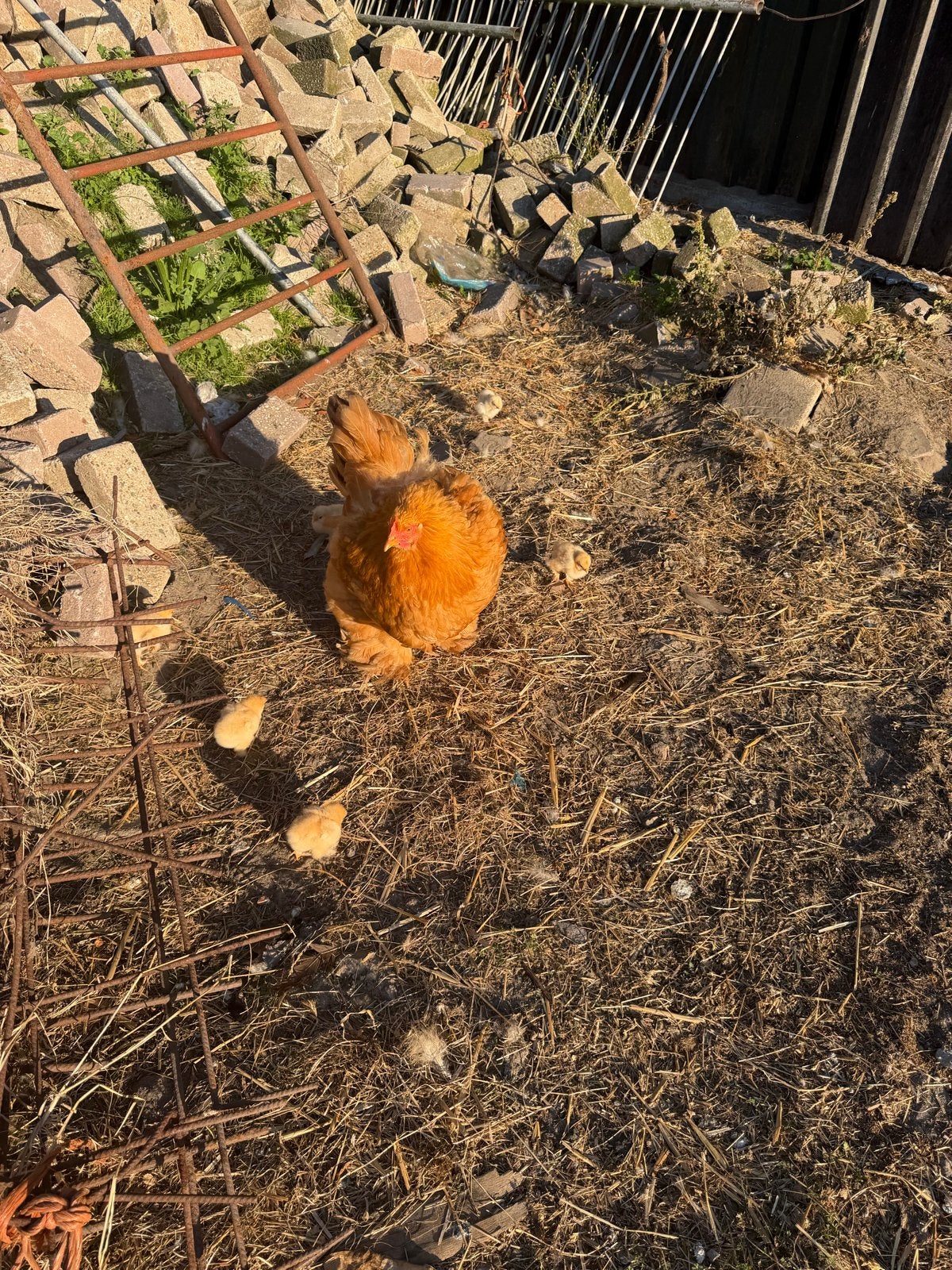 Brahma hen met 6 kuikens, Dieren en Toebehoren, Pluimvee, Vrouwelijk, Kip